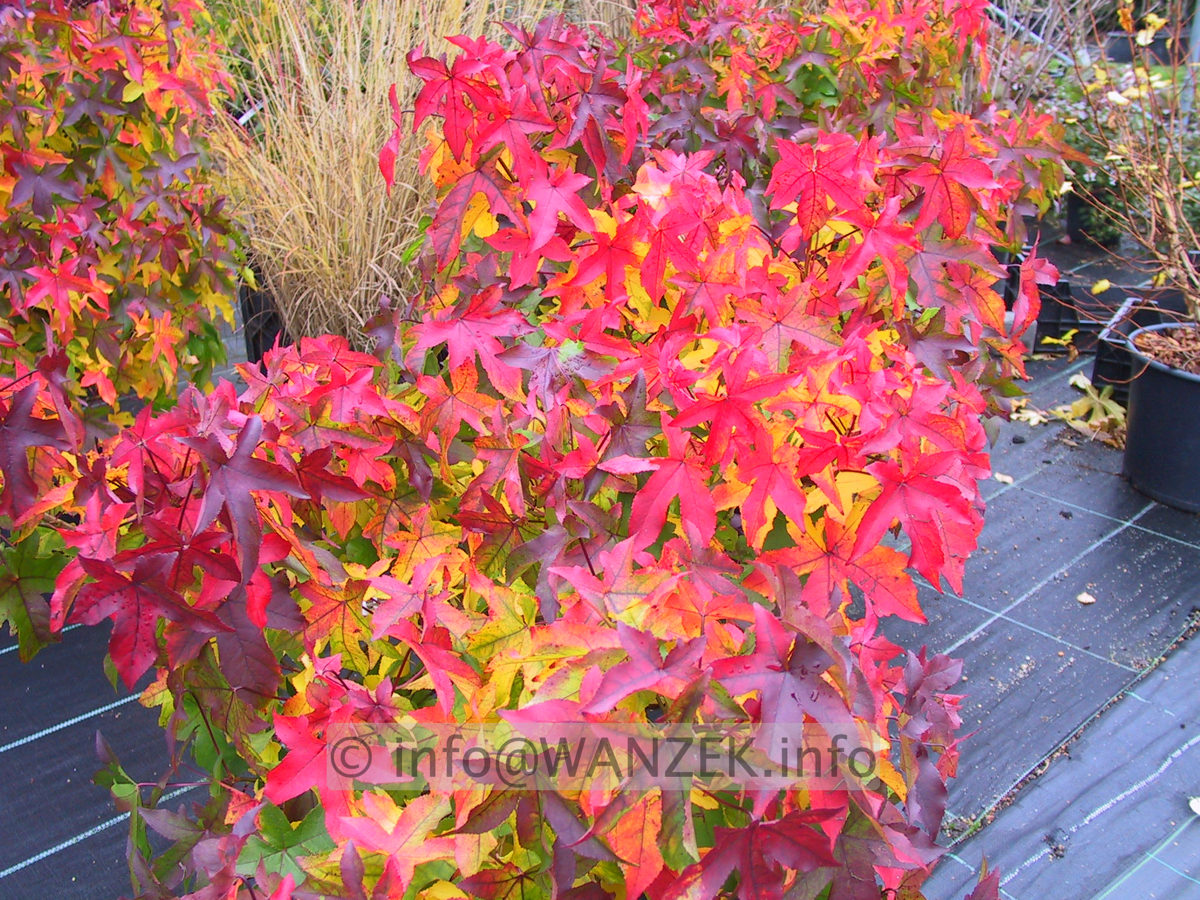 Liquidambar styraciflua Gum Ball Herbst 01.JPG